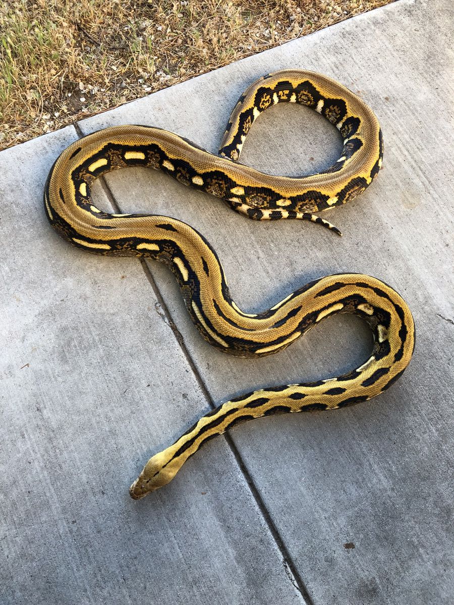 Reticulated python