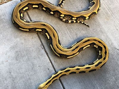 Reticulated python