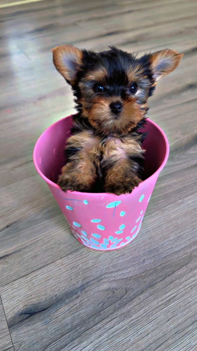 Yorkie Puppies
