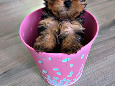 Yorkie Puppies