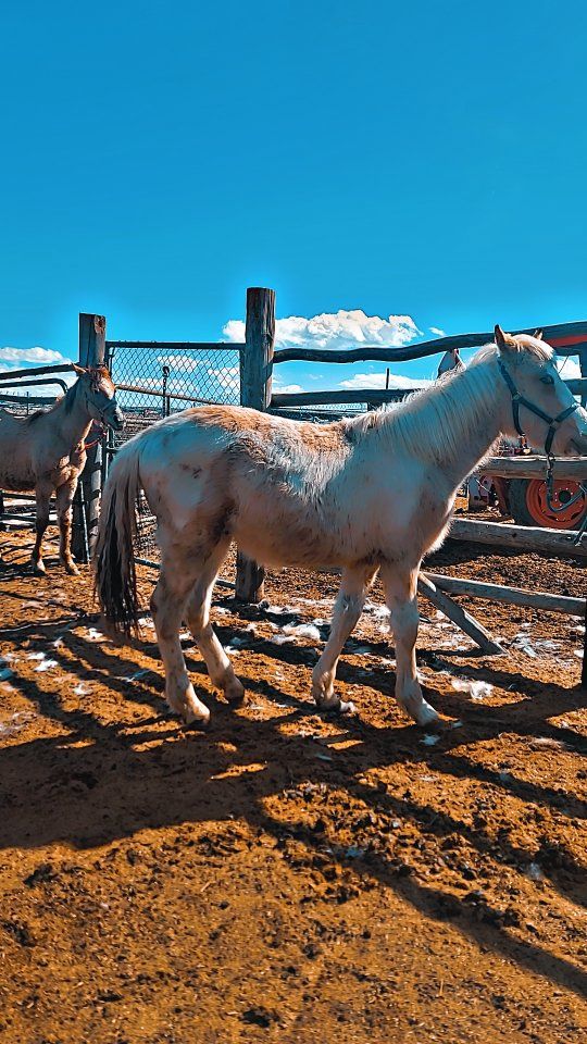 grade stud colt