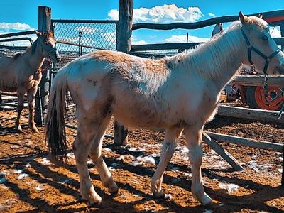 grade stud colt