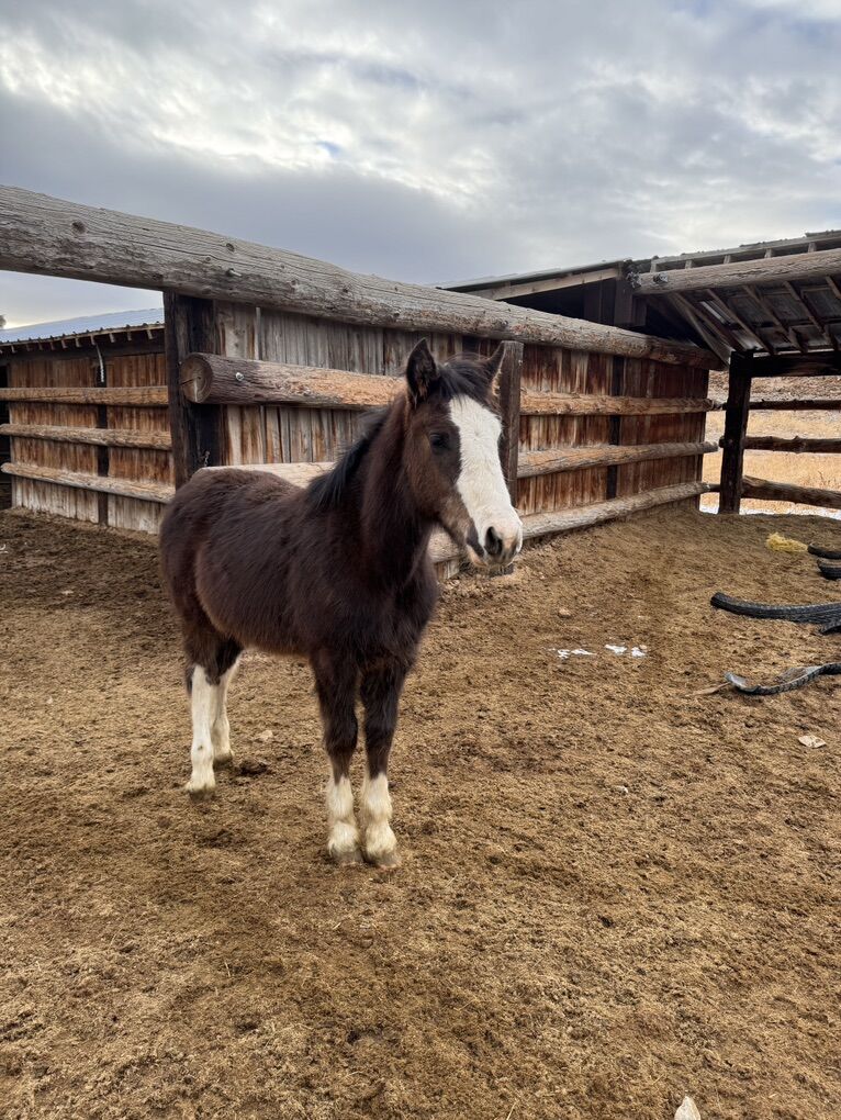 Half Clydesdale Half Quarter Horse