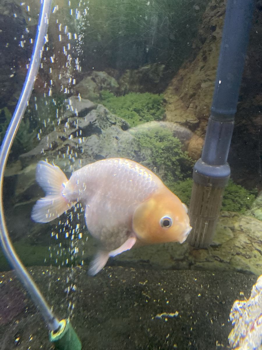 Free lionchu