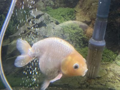 Free lionchu