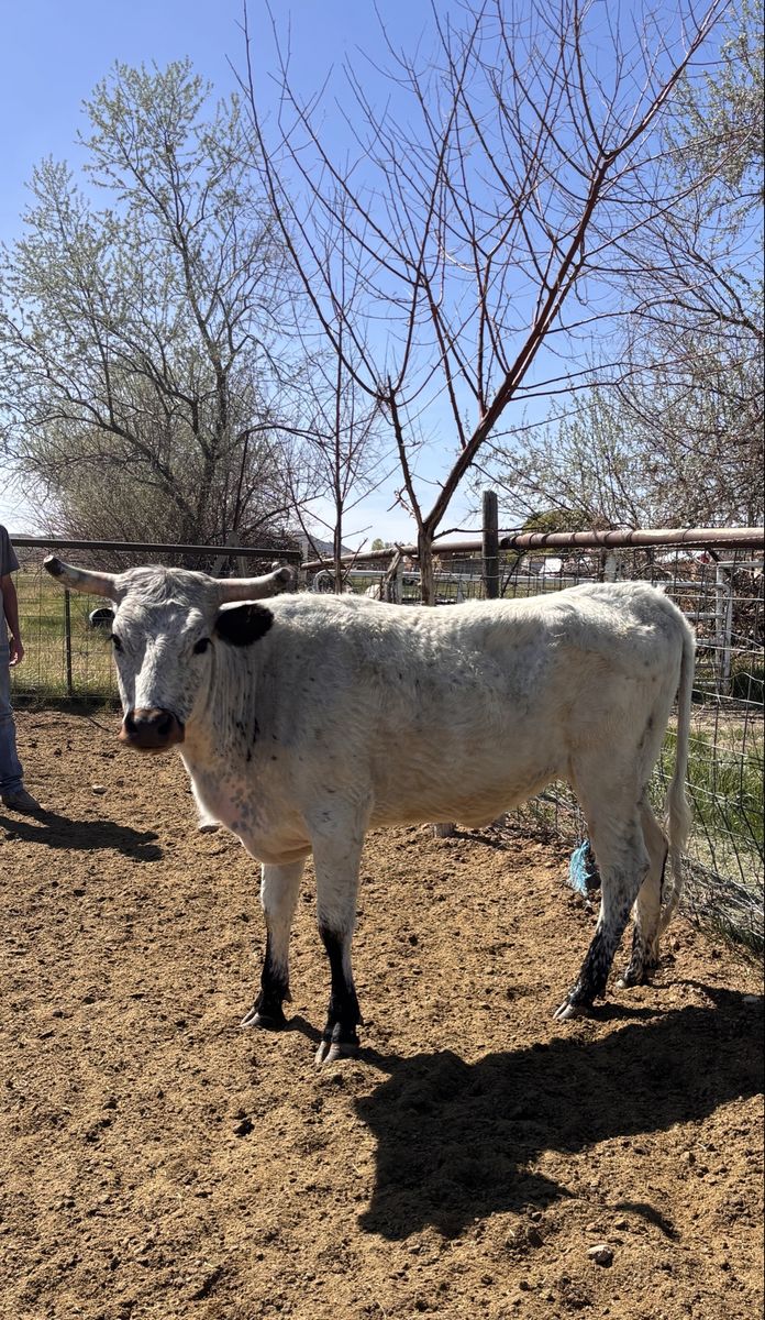 Corriente heifers for sale