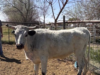 Corriente heifers for sale