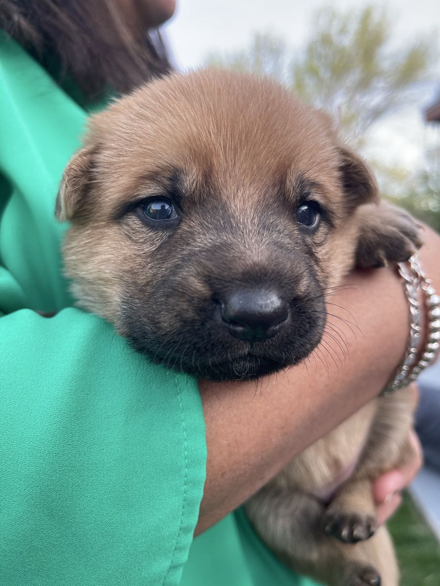 German Shepherd x Rottweiler Lab Puppy Mix For Sale ️