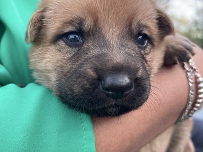 German Shepherd x Rottweiler Lab Puppy Mix For Sale ️