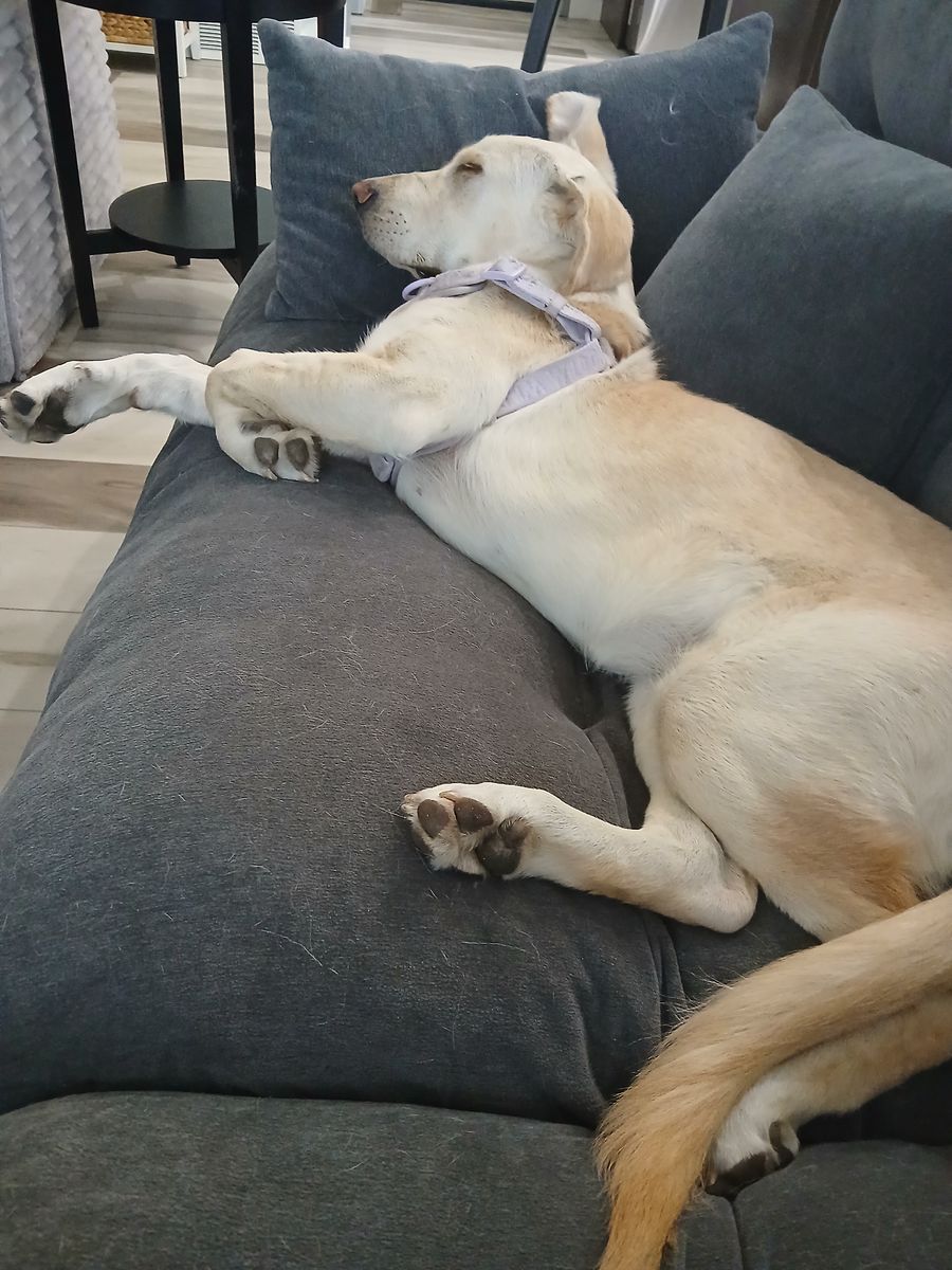 Lab puppy