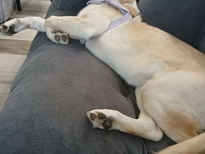 Lab puppy