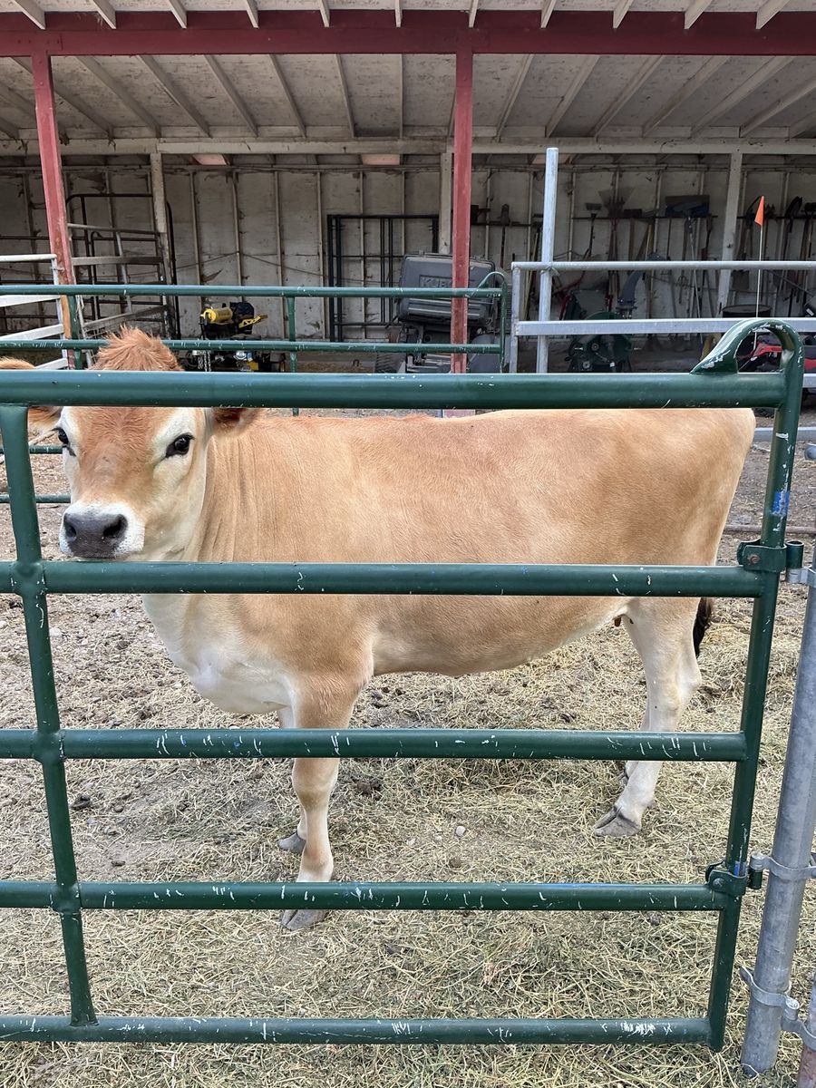 1-Year-Old Polled Jersey Heifer - A2/A2 Milk Protein, AI Sired, Gentle