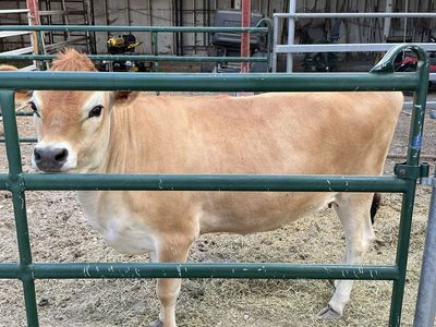 1-Year-Old Polled Jersey Heifer - A2/A2 Milk Protein, AI Sired, Gentle