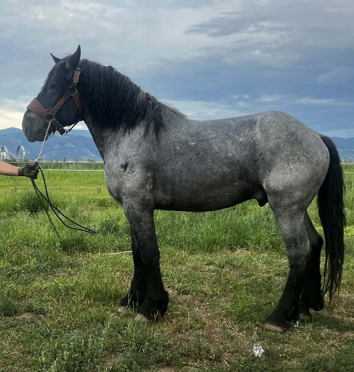 Blue Roan Brabant Stud