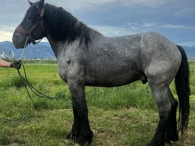 Blue Roan Brabant Stud