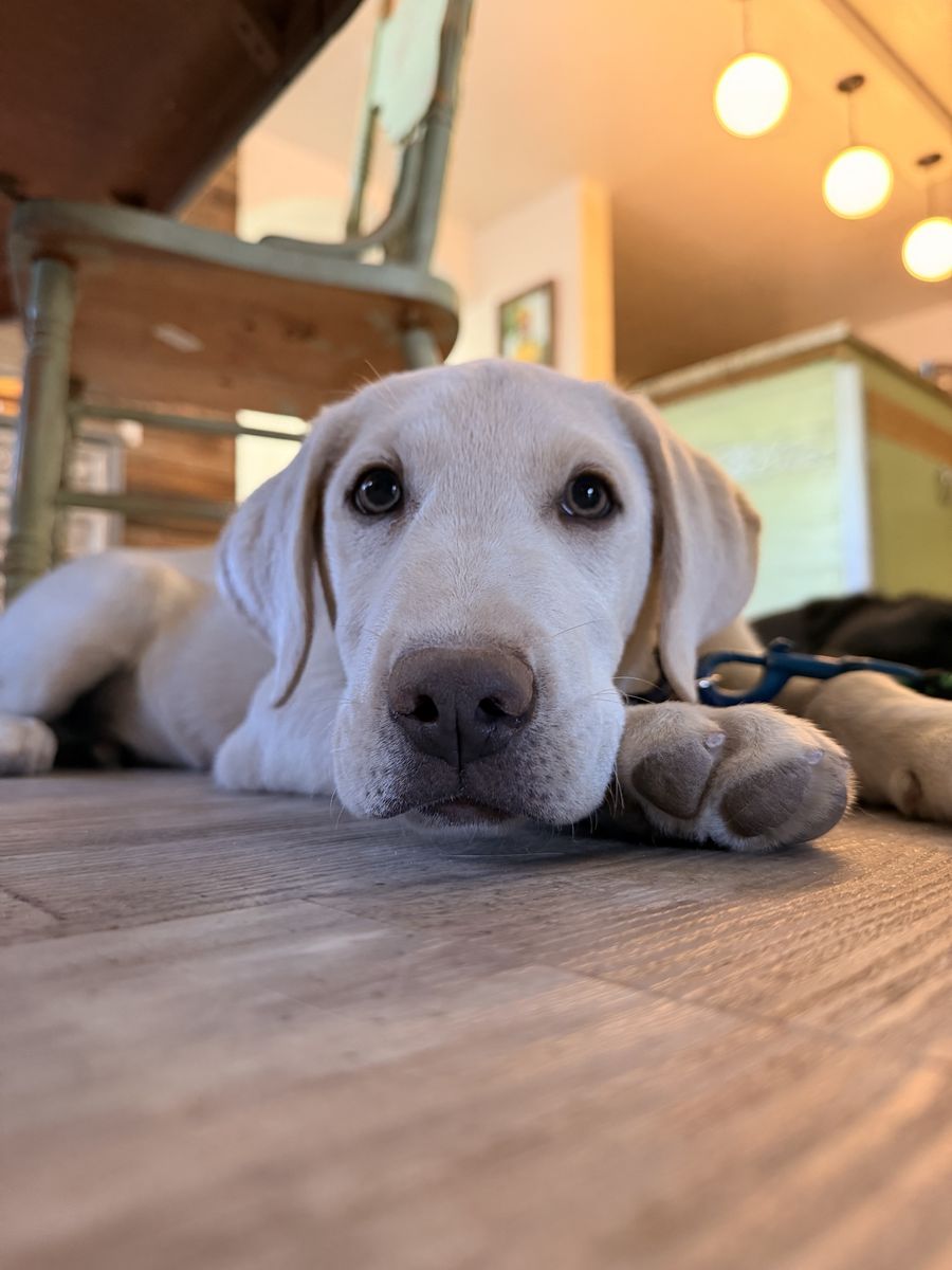 AKC TRAINED Lab puppy Labrador golden retriever
