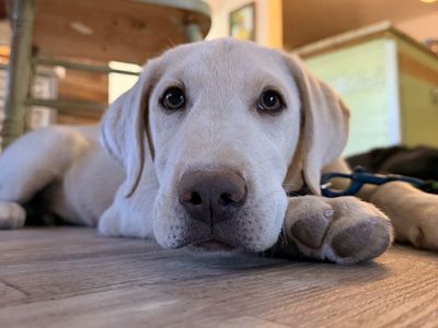 AKC TRAINED Lab puppy Labrador golden retriever