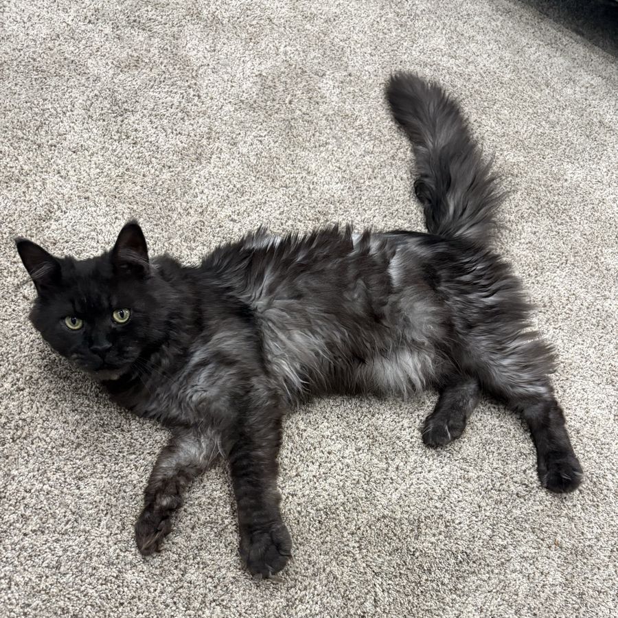 Maine Coon Male