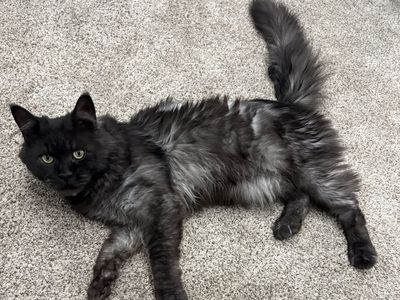 Maine Coon Male
