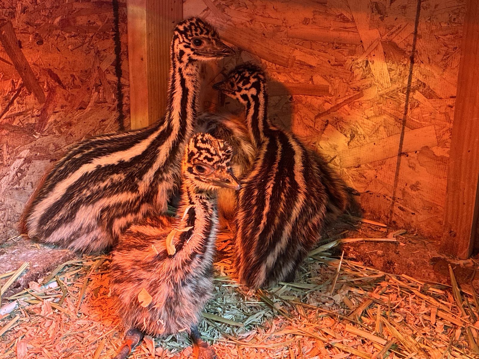 Emu Chicks