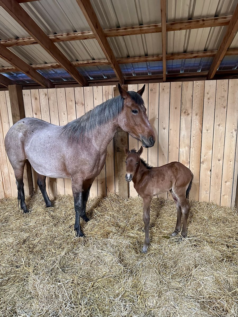 2025 AQHA gelding by One Fine Vintage. Big time prospect!