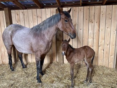 2025 AQHA gelding by One Fine Vintage. Big time prospect!