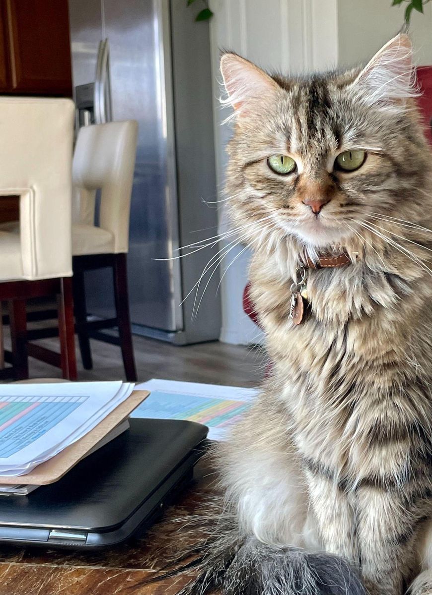 Pure Siberian Female Cat