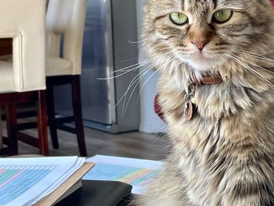 Pure Siberian Female Cat