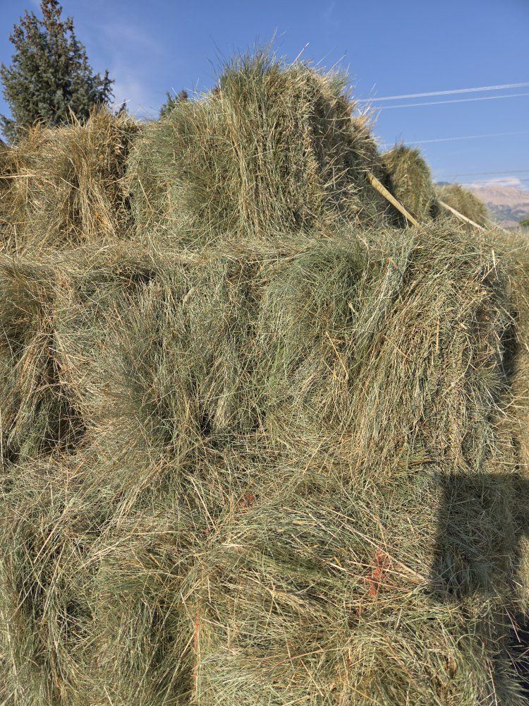 Quality grass hay