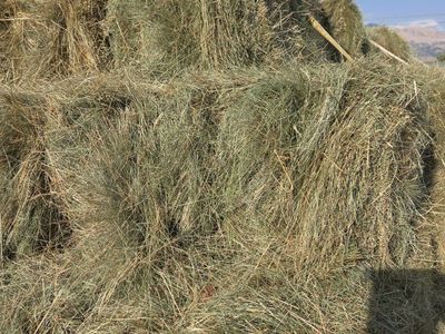 Quality grass hay