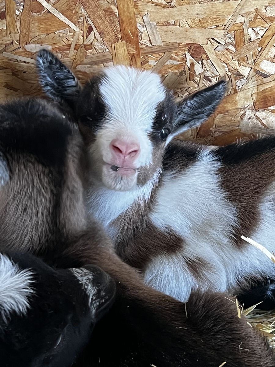 ADGA Nigerian Dwarf Kids - $100-$300