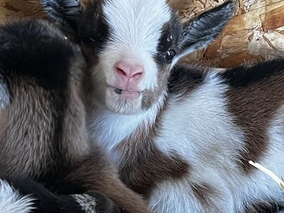 ADGA Nigerian Dwarf Kids - $100-$300