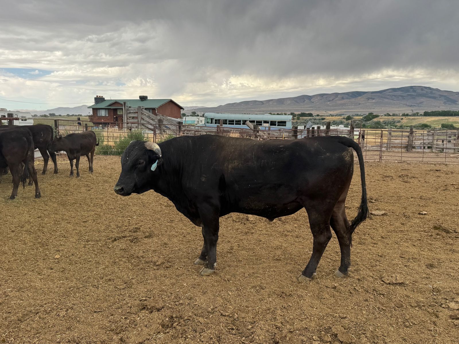 Registered Wagyu Herd Bull, Mr. Marble Jr.