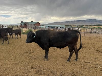 Registered Wagyu Herd Bull, Mr. Marble Jr.