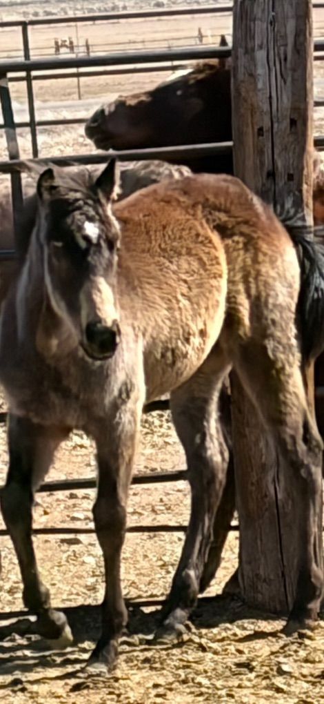 Almost Yearlings AQHA Papered