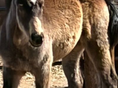 Almost Yearlings AQHA Papered