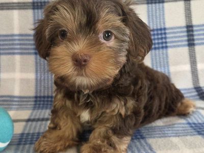 Gorgeous Male Chocolate Yorkie
