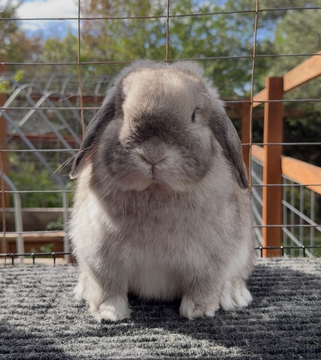 Holland Lop Doe - Pedigreed