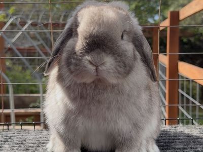 Holland Lop Doe - Pedigreed