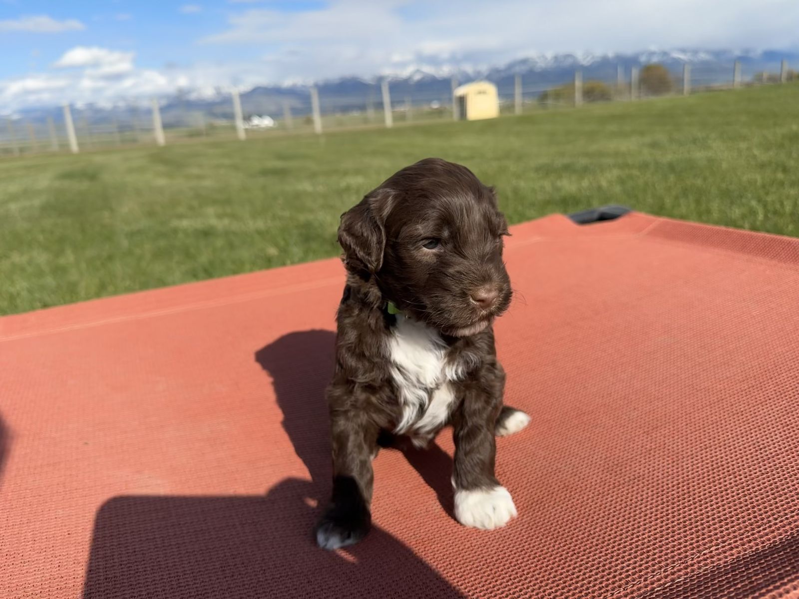 AKC Portuguese Water Dogs