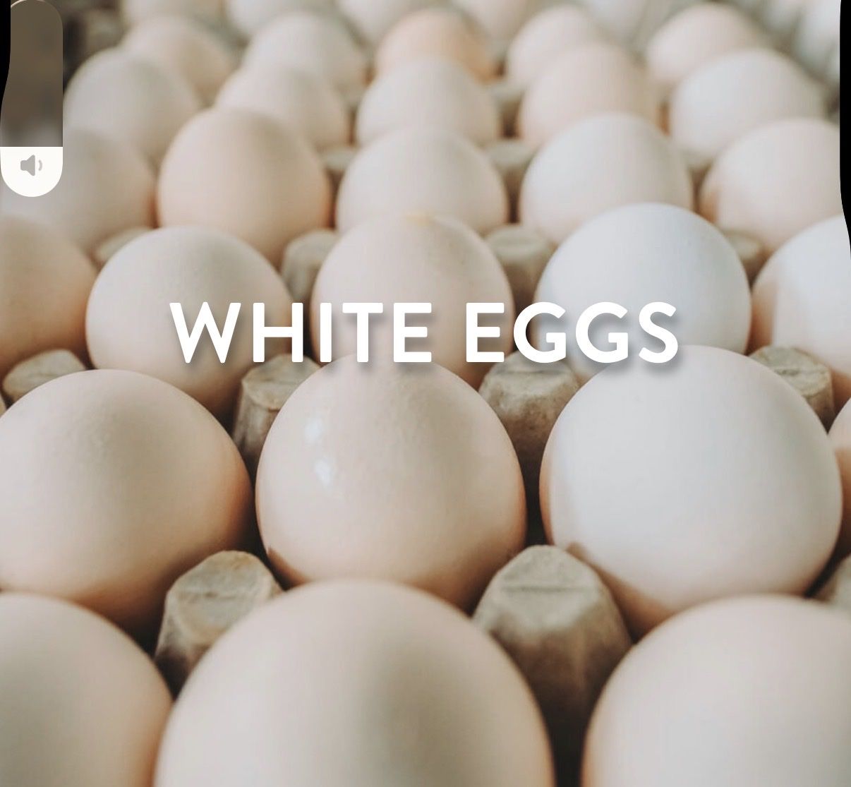 Organic White chicken Eggs For Sale