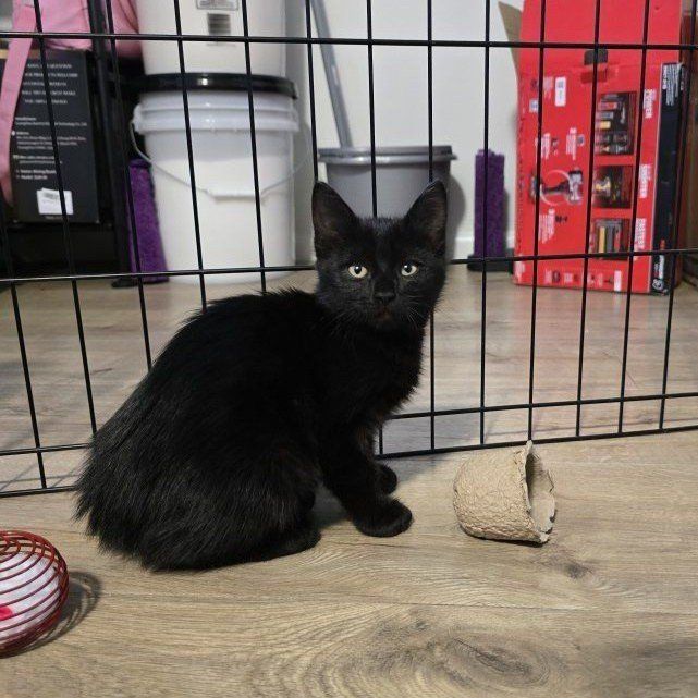 Sweet Black Kitten