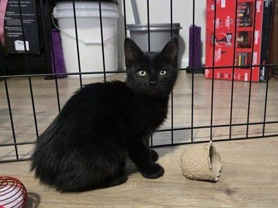 Sweet Black Kitten