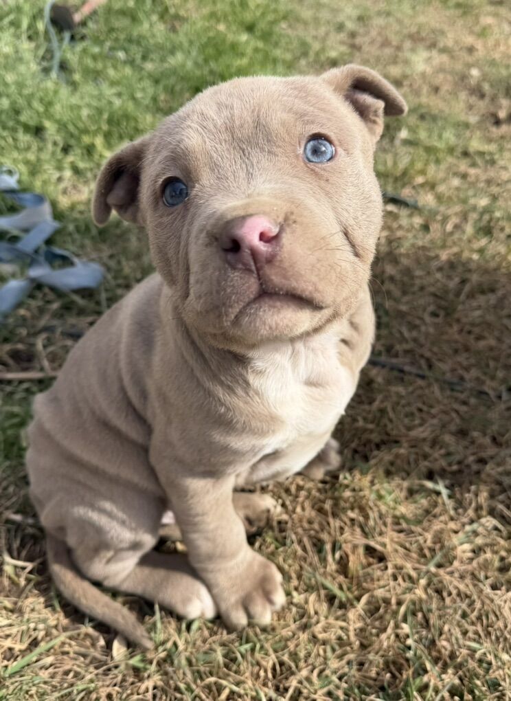 Purebred Pitbull Puppies