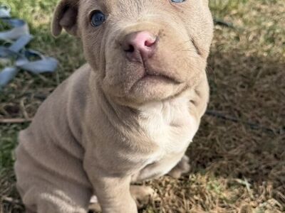 Purebred Pitbull Puppies