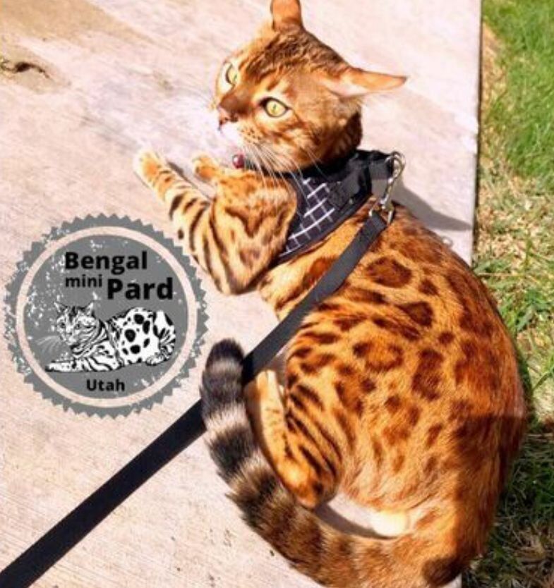 STUD-  Beautiful Bengal Stallion