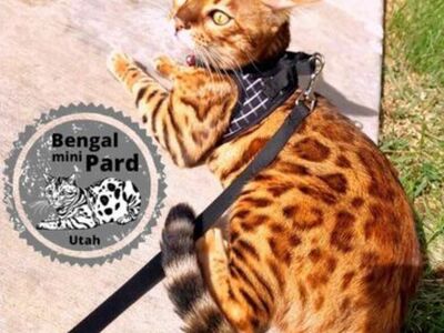 STUD- Beautiful Bengal Stallion