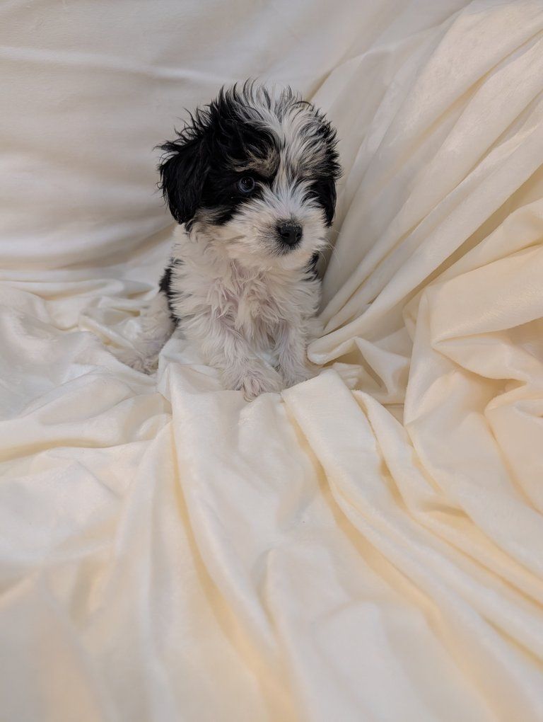 Super RARE and Cute Shnorkie Puppies!