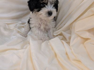 Super RARE and Cute Shnorkie Puppies!