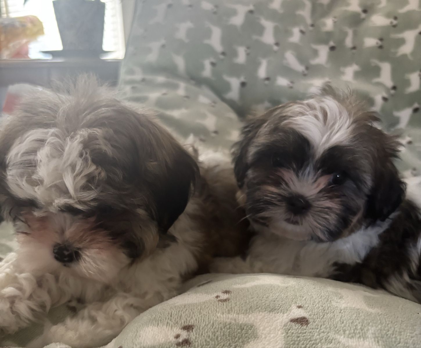 Adorable female Maltese/Poodle/Shih Tzu puppies.